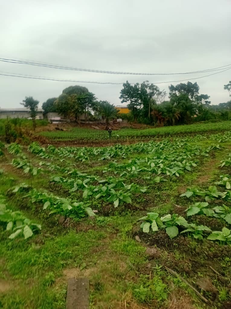 Vend terrain nu de 500 mètres carrés
