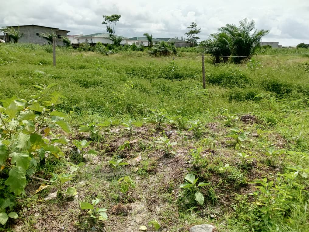 Terrain à vendre  AKANDA ( avorbam)